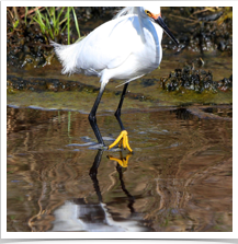 Snowy Egret - Fishing Front